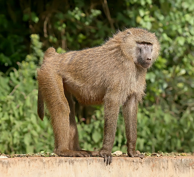 بابون میمون