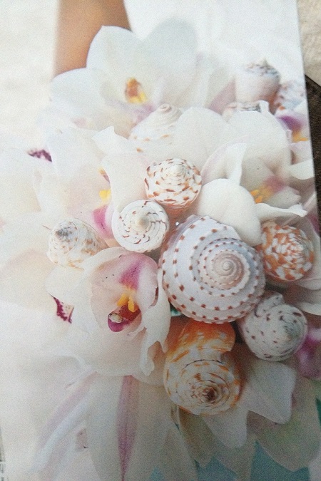 گلهای عروس از دریای شل