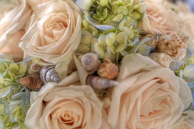گلهای عروس از دریای شل
