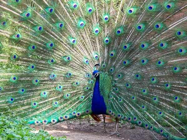 تصاویر پرنده طاووس