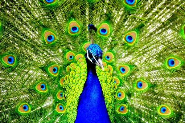 تصاویر پرنده طاووس
