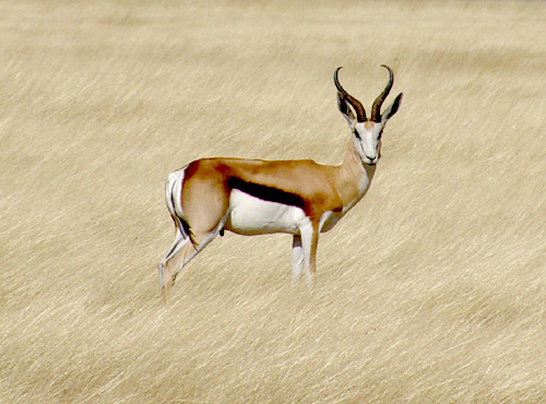 Antilop-Springbok-etosha.jpg